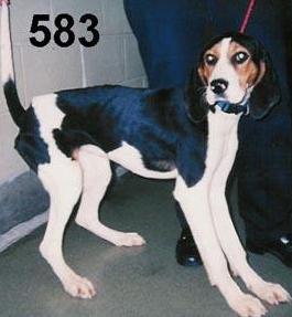 Treeing Walker Coonhound
